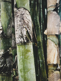Close-up of bamboo tree trunk in forest