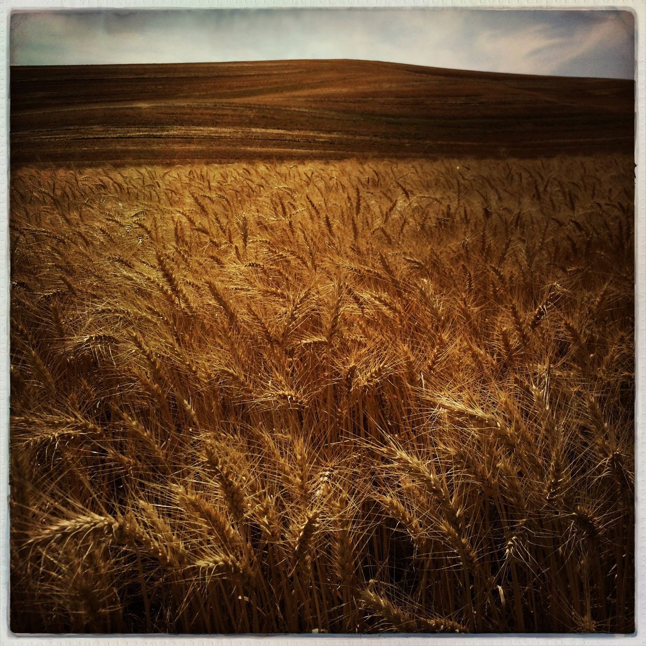 transfer print, field, auto post production filter, agriculture, rural scene, landscape, farm, crop, grass, tranquility, tranquil scene, growth, nature, sky, cereal plant, harvesting, hay, cultivated land, beauty in nature, scenics