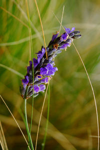 Close-up of butterfly pollinating on purple flower