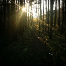 Sun shining through trees in forest