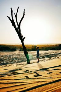 Silhouette of bare tree at seaside