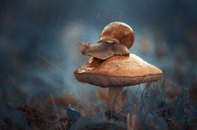 Close-up of snail on mushroom 