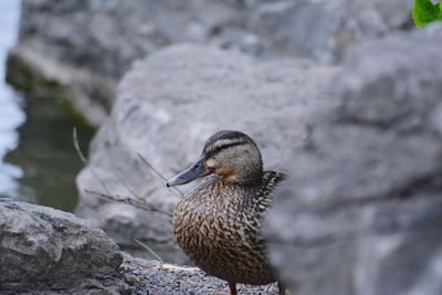 Close-up of bird perching on rock