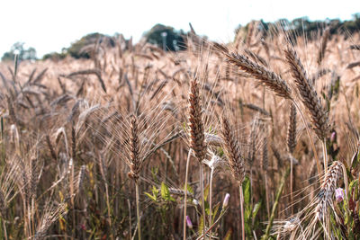 Close-up of wheat field against sky