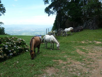 Horses grazing on field against sky