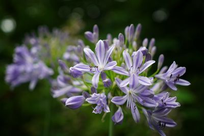 Close-up of purple flowering plant