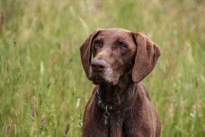 Close-up portrait of dog on field