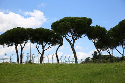 Trees on field against sky