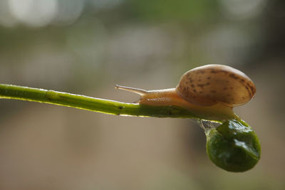 Close-up of bud