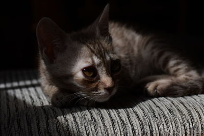 Close-up of cat resting