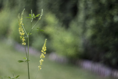 Close-up of plant against blurred background