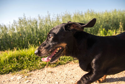 Black dog looking away on field