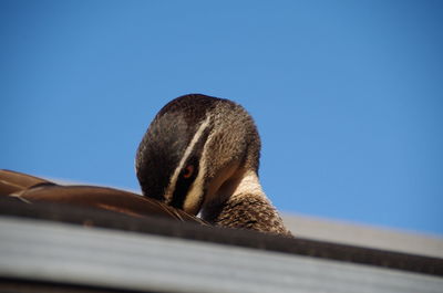 Low angle view of bird against blue sky