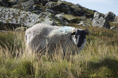 Sheep farming and breeding in ireland, farm animals in agriculture