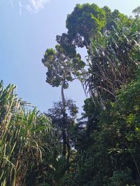 Low angle view of trees against sky