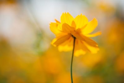 Close-up of yellow cosmos flower blooming outdoors