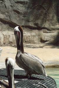 Close-up of pelican on lake