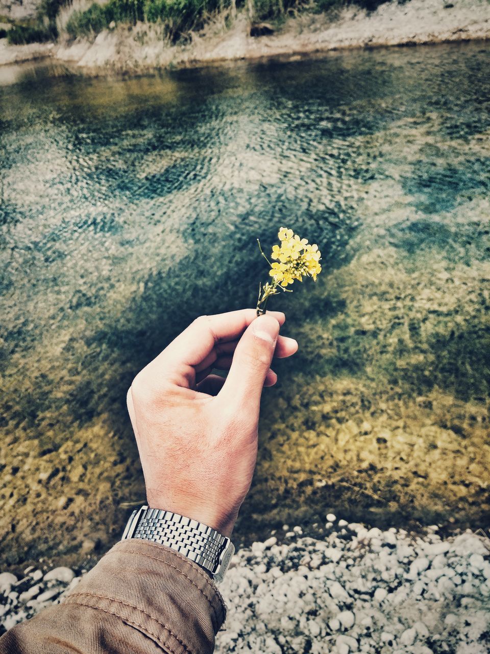 human hand, hand, flowering plant, flower, holding, human body part, one person, plant, nature, real people, day, lifestyles, personal perspective, leisure activity, freshness, water, fragility, body part, vulnerability, outdoors, finger, flower head