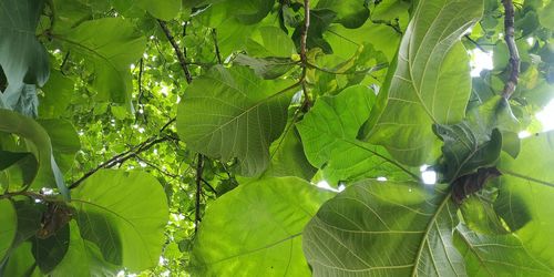 Low angle view of leaves on tree