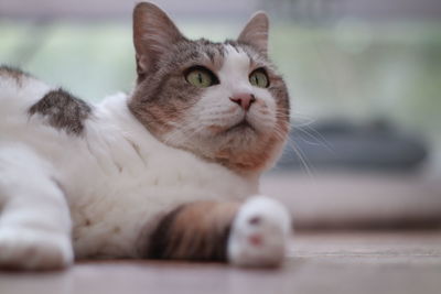 Close-up of cat lying down