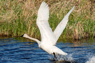 View of a bird flying over lake