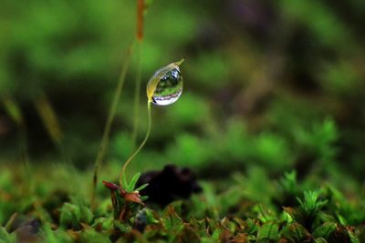 Close-up of water drop on grass