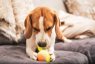 Close-up of a dog