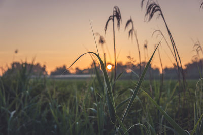 Close-up of grass on field against sky during sunset