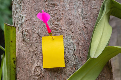 Close-up of yellow plant on tree trunk against wall