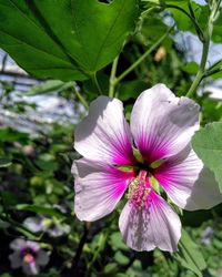 Close-up of pink flowering plant