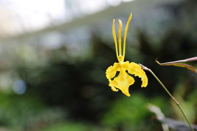 Close-up of yellow flowering plant