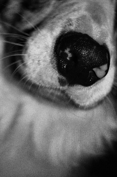 pets, one animal, domestic animals, animal themes, mammal, indoors, dog, close-up, animal head, domestic cat, relaxation, cat, whisker, feline, animal body part, focus on foreground, looking at camera, selective focus, portrait, no people