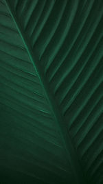 Full frame shot of palm leaves