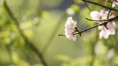 Close-up of white flowering plant