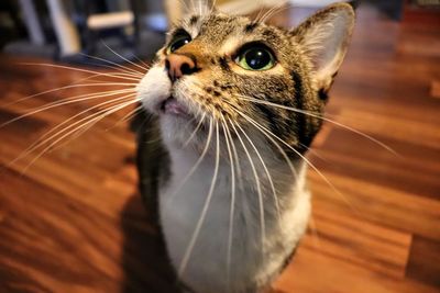 Close-up of a cat looking away