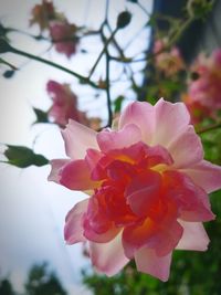 Close-up of pink flowering plant