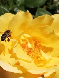 Close-up of bee pollinating on yellow flower