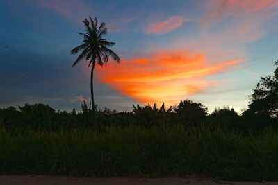 Silhouette palm trees on field against sky at sunset