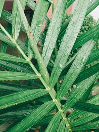 Full frame shot of plants