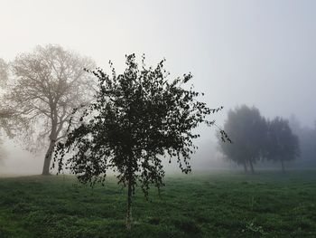 Tree on field against sky