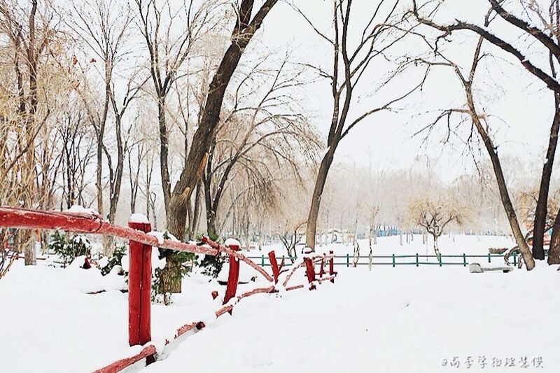 snow, winter, cold temperature, bare tree, tree, season, tranquility, landscape, nature, weather, branch, fence, tranquil scene, covering, field, frozen, sky, beauty in nature, day, scenics