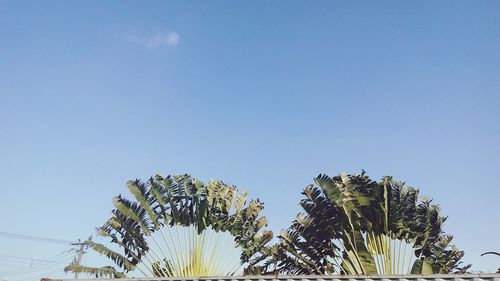 Low angle view of flowering plants against clear blue sky