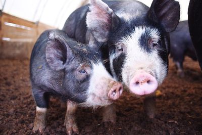 Portrait of pigs on field