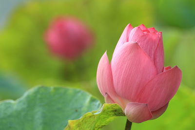 Close-up of pink lotus water lily