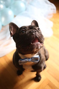Portrait of a dog