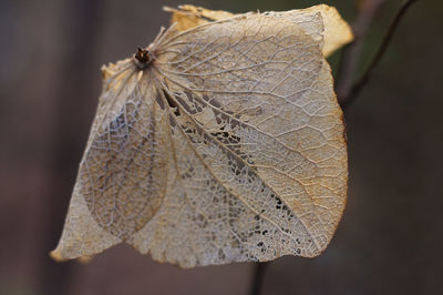 Close-up of a dry leaf against blurred background