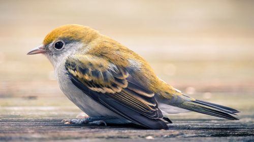 Close-up of bird perching outdoors