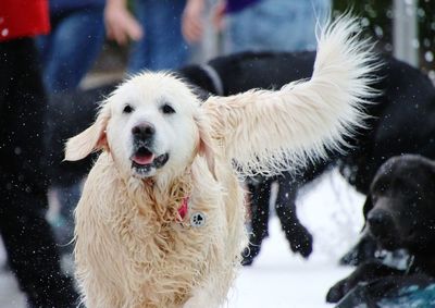 Close-up of dogs on snow