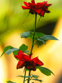 Close-up of red rose flower