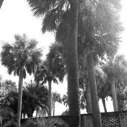 Low angle view of palm trees